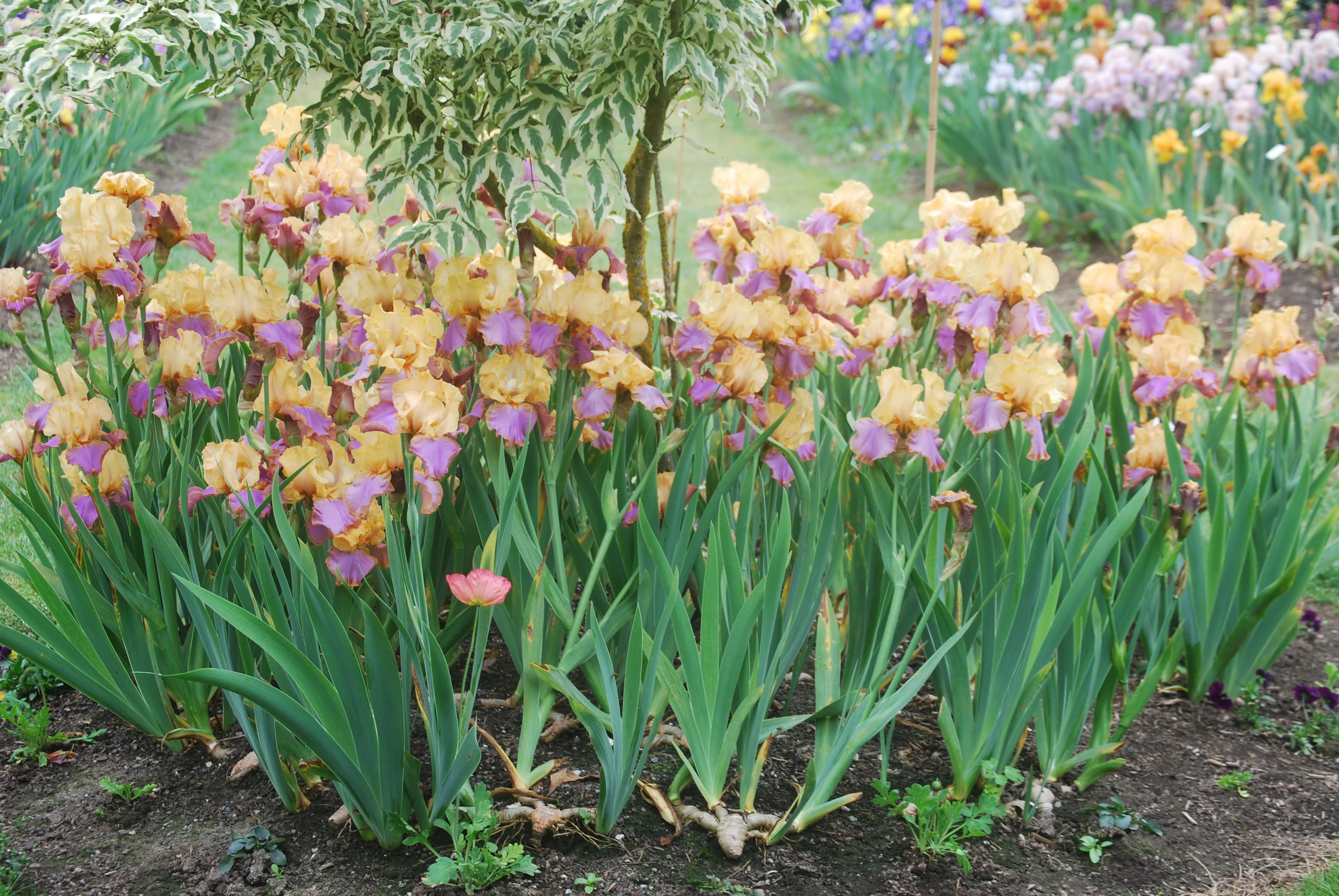 Gold and peach irises growing in a backyard garden setting