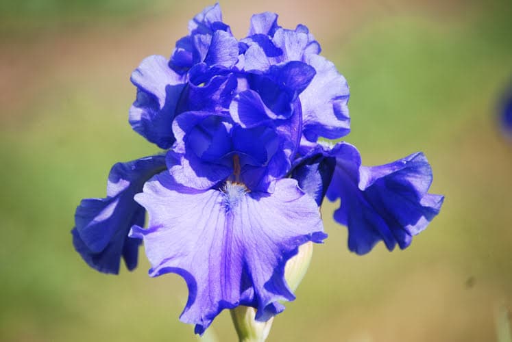 Close-up of a deep blue Breakers iris bloom