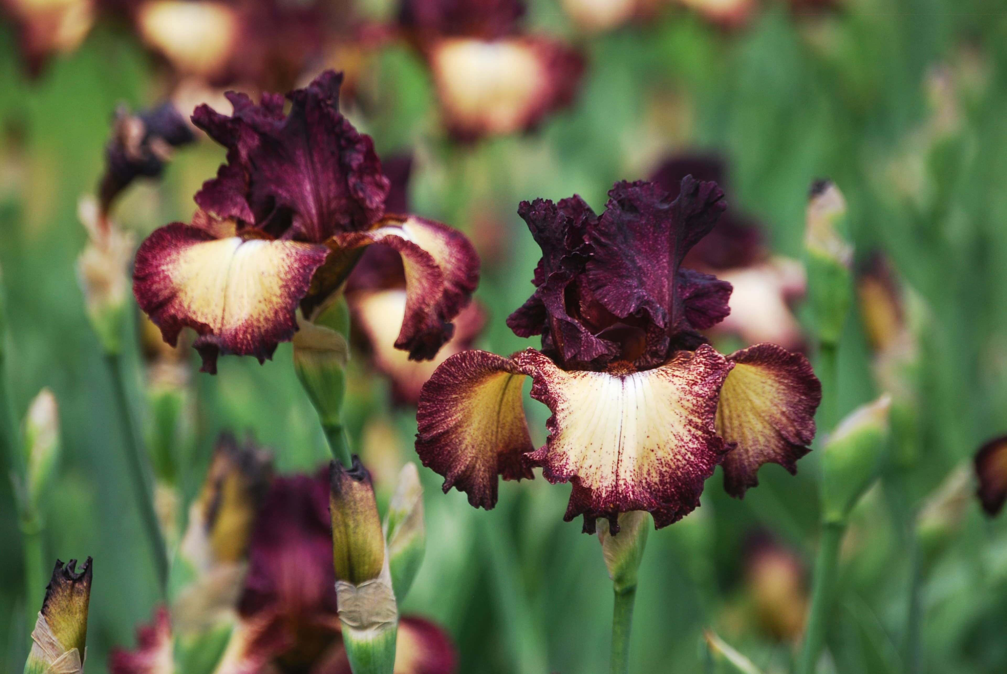 Dark burgundy Epicenter iris blooms with gold falls — a premium named variety