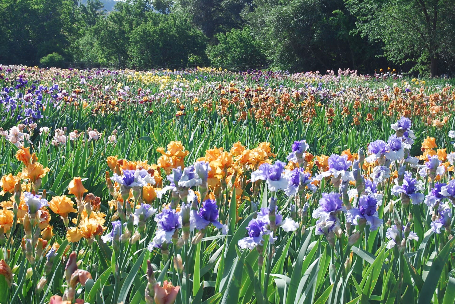Wide field of multicolored iris varieties in full bloom