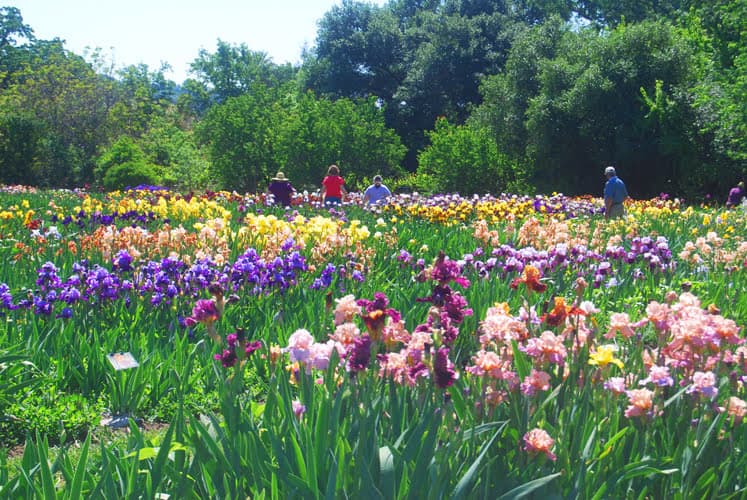 Rows of colorful irises blooming across a sunny field
