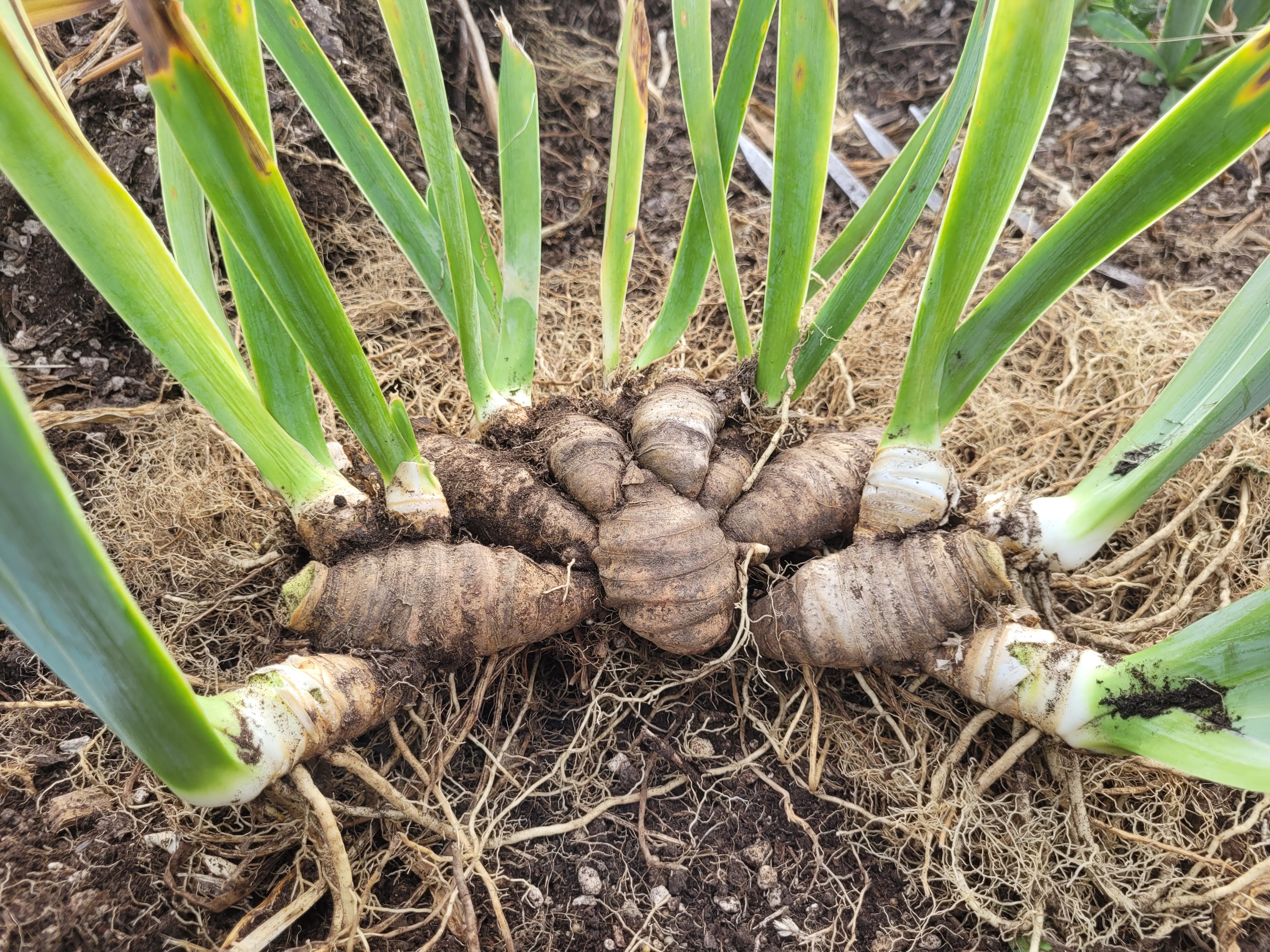 Iris rhizomes freshly dug — ready to divide, label, and sell