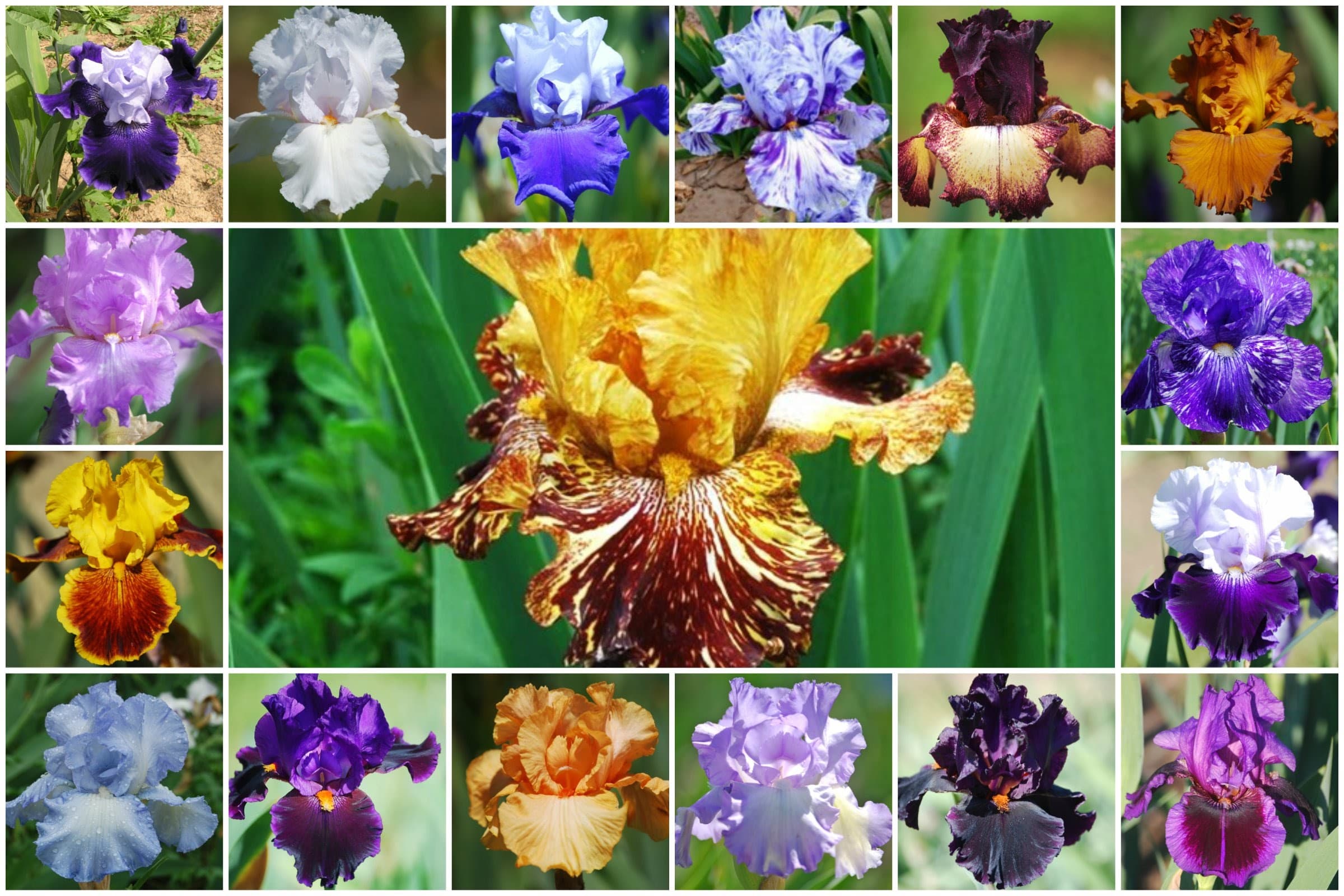 Many different iris varieties — the breadth of options available to grow and sell